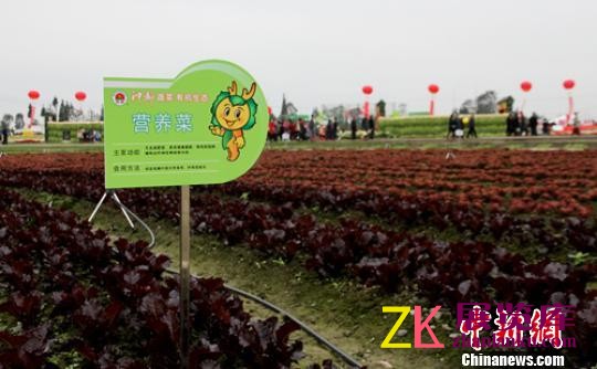 第五届中国&middot;四川（彭州）蔬菜博览会开幕。　钟欣　摄
