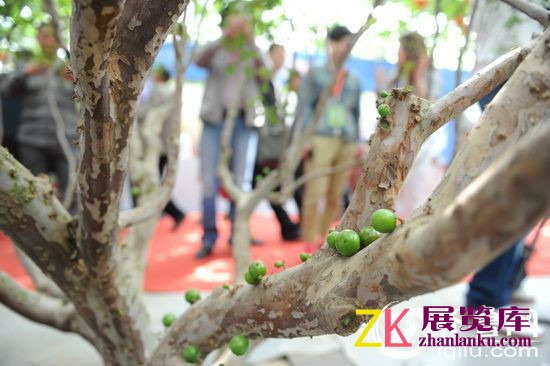 首设台湾馆展出树葡萄种植技术。齐鲁网记者