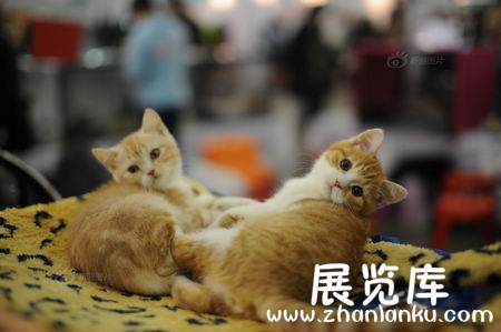 俄罗斯国际猫展开幕  超过2000只的猫咪参展