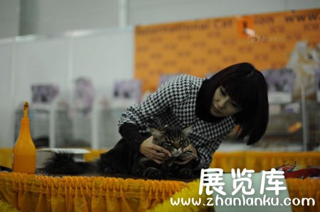 俄罗斯国际猫展开幕  超过2000只的猫咪参展