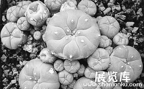 英国举行全球天然致幻植物展