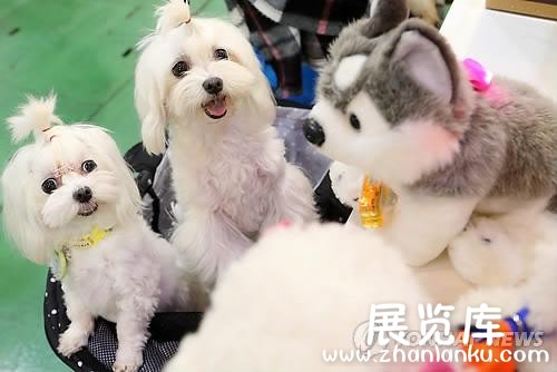 第16届韩国宠物展览会在首尔举行