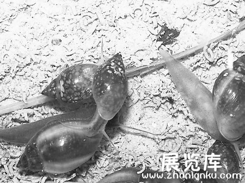 全国生物入侵大会举行 防治生物入侵刻不容缓