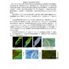 大新县风电场数字化地形图航测
