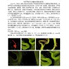 大新县承接张家界数字化测量地形图航测项目