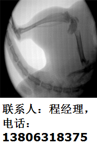 威海市手提式X光机-51-200-该机透视老鼠效果